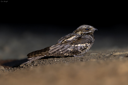 Eurasian Nightjar