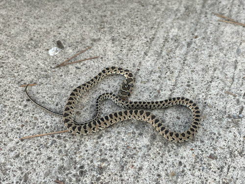 Horseshoe Whip Snake