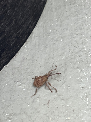 iNaturalist observation photo of California Acorn Weevil