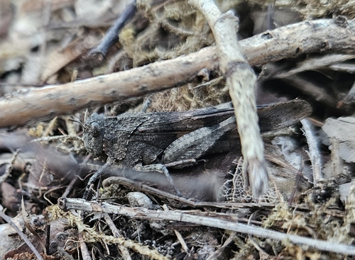 Blue-winged Grasshopper