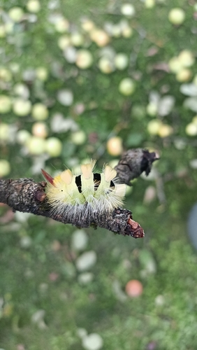 Pale Tussock Moth