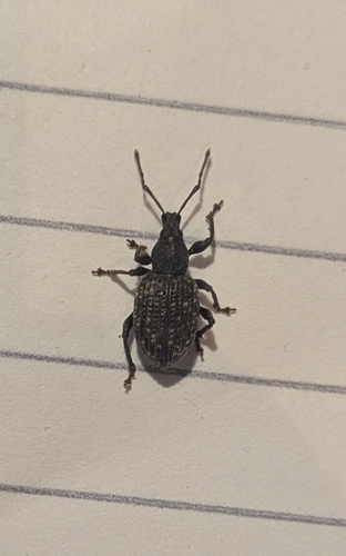 Black Vine Weevil