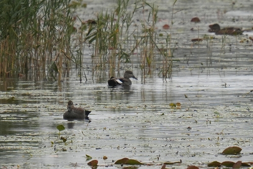 Gadwall