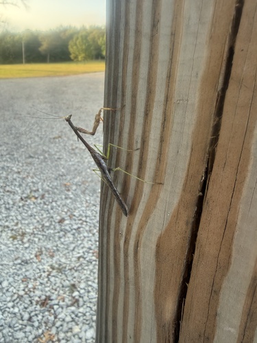 Carolina Mantis