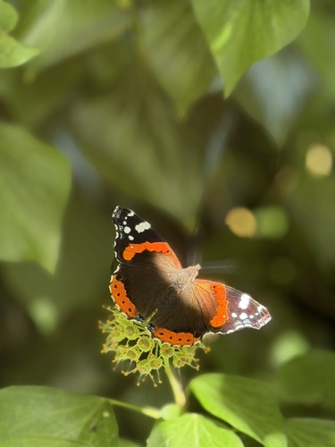 Red Admiral