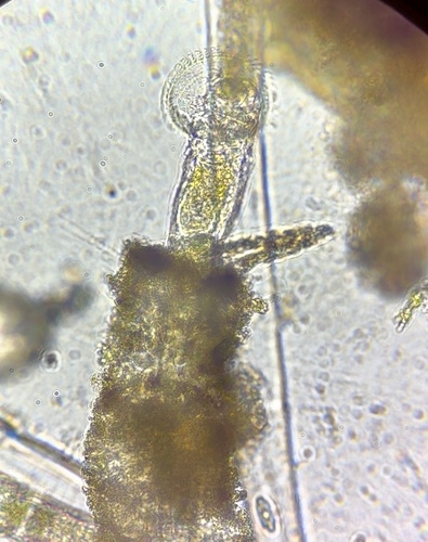 Ptygura beauchampi