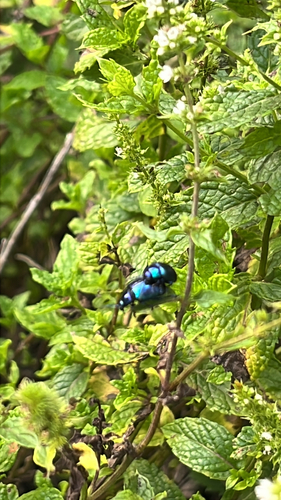 Mint beetle