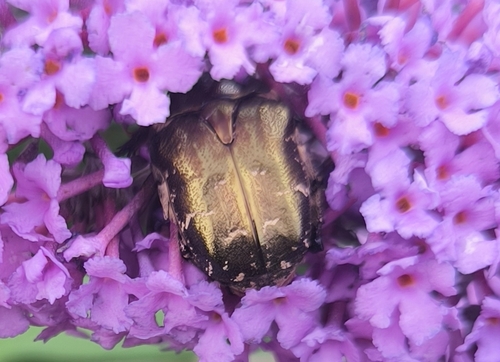 Northern Rose Chafer