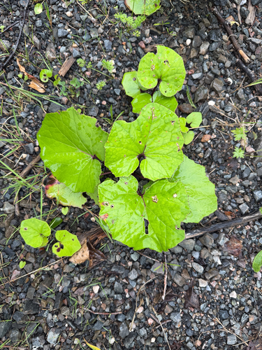 colt's-foot