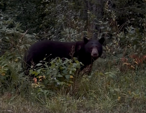American Black Bear
