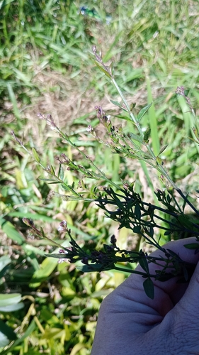 Uruguayan Vervain