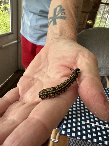 Orange-tipped Oakworm Moth