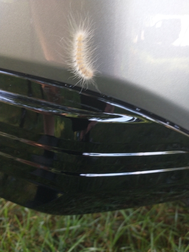 Fall Webworm Moth