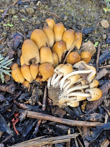 mica cap