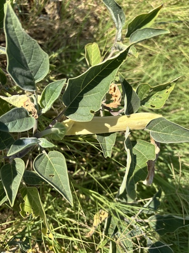 Sacred Datura