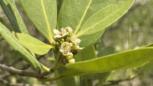 black mangrove