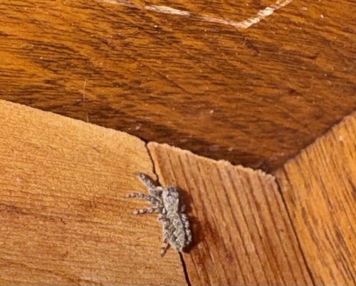 Tan Jumping Spider