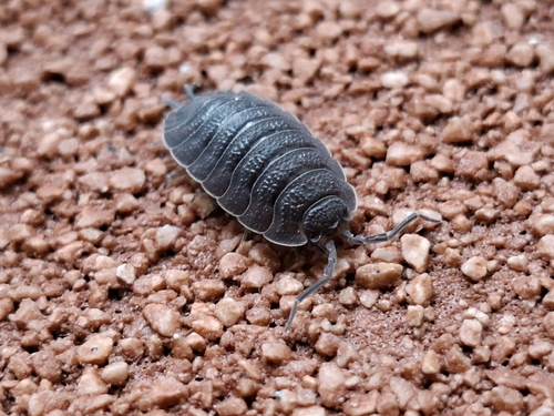 Common Rough Woodlouse