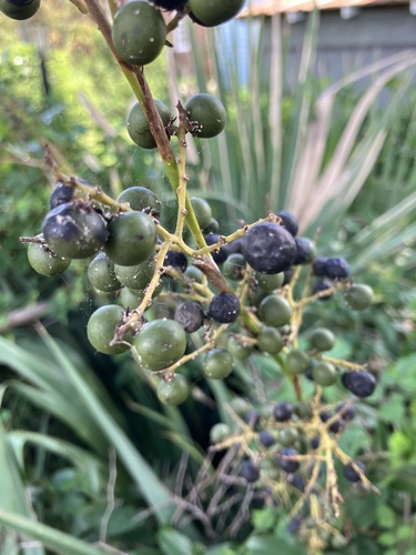 Dwarf Palmetto