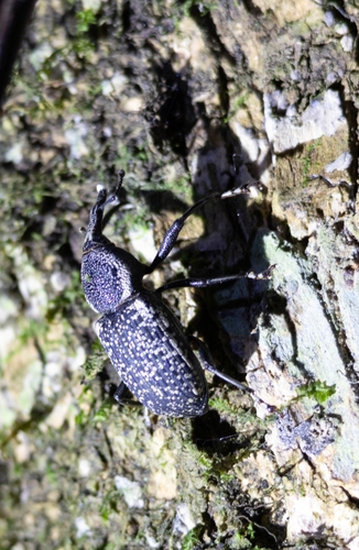 Rhinostomus frontalis