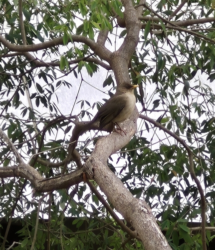 Creamy-bellied Thrush