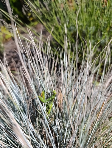 European Mantis