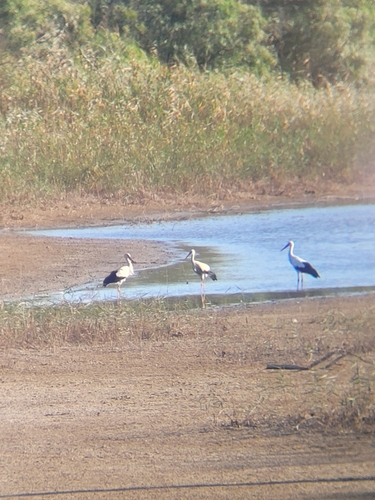 European White Stork