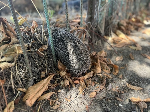 Northern White-breasted Hedgehog