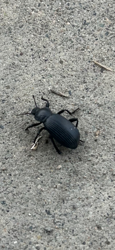 Eleodes obscura sulcipennis