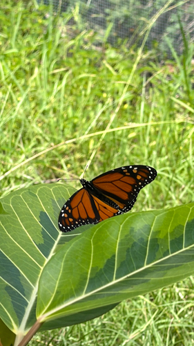 Monarch
