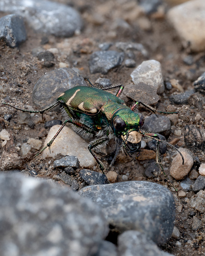 Boreal Long-lipped Tiger Beetle