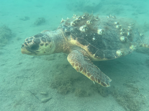 Loggerhead Sea Turtle