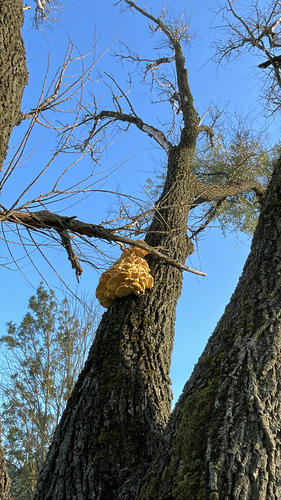 chicken of the woods