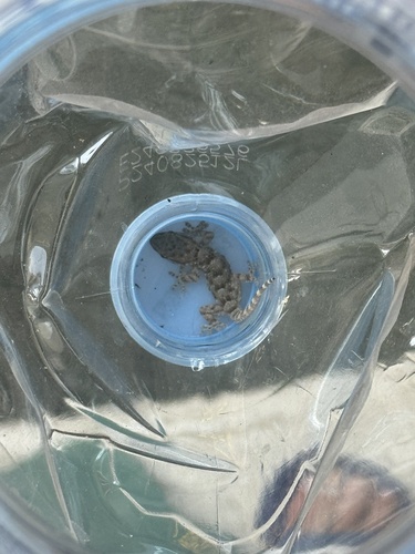 Moorish Gecko