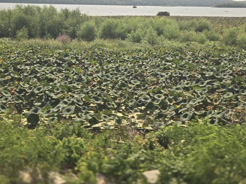 American lotus