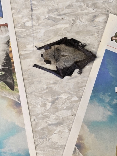 Canyon Bat