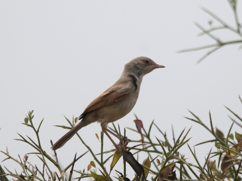Spectacled Warbler