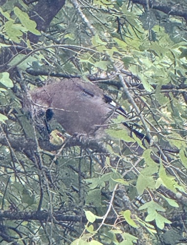 Eurasian Jay