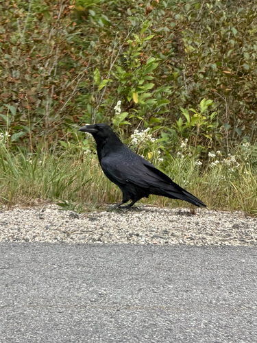 Common Raven