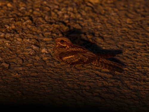 Eurasian Nightjar