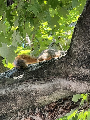 Eastern Fox Squirrel