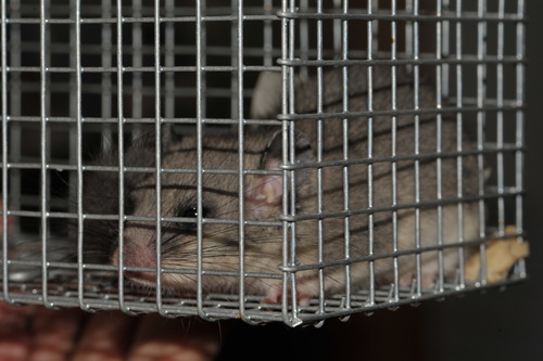 European Fat Dormouse
