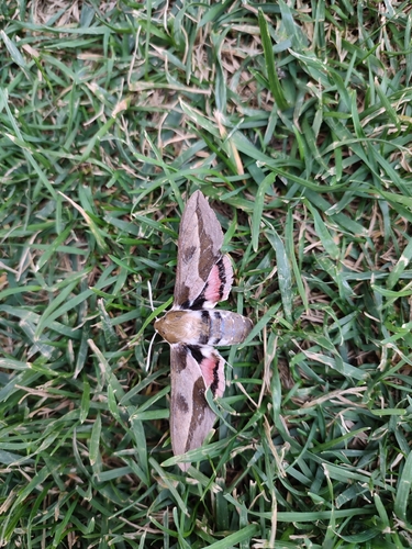 Leafy Spurge Hawkmoth