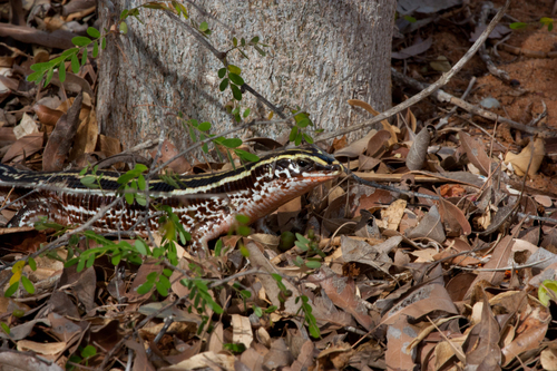 Three-lined Girdled Lizard