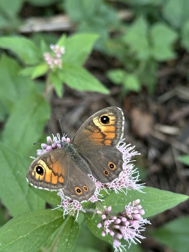 Large Wall Brown