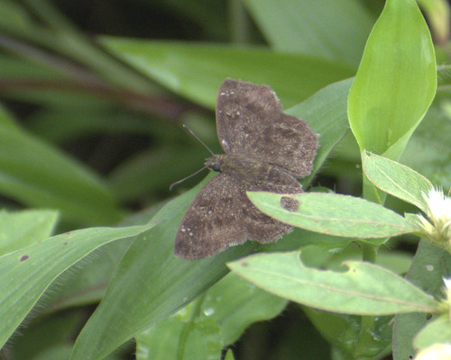 Common Small Flat