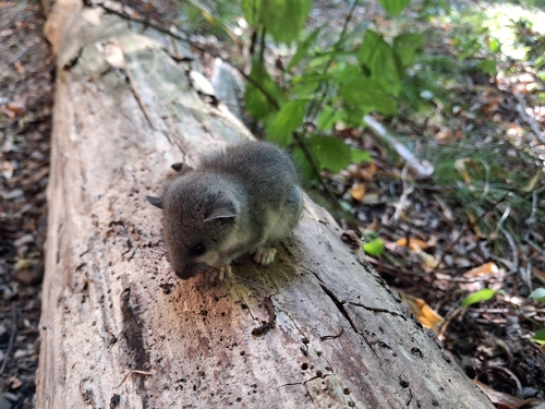 European Fat Dormouse