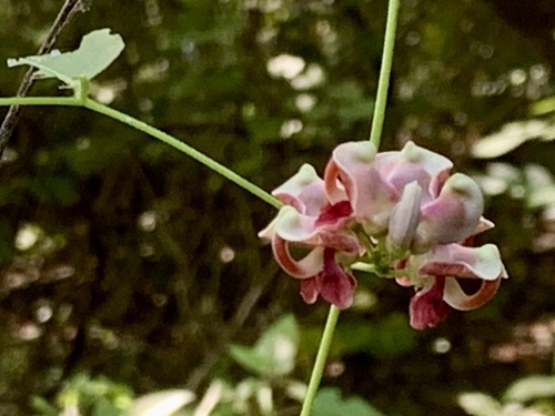 American groundnut