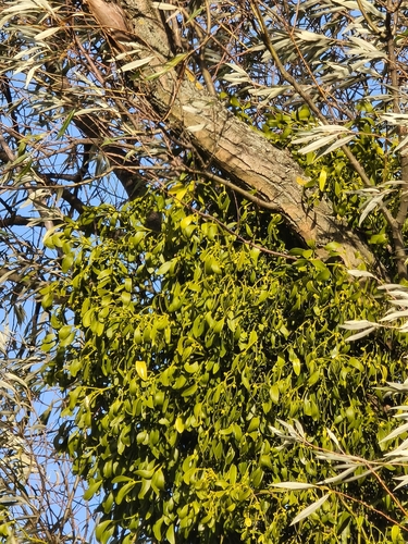 European Mistletoe