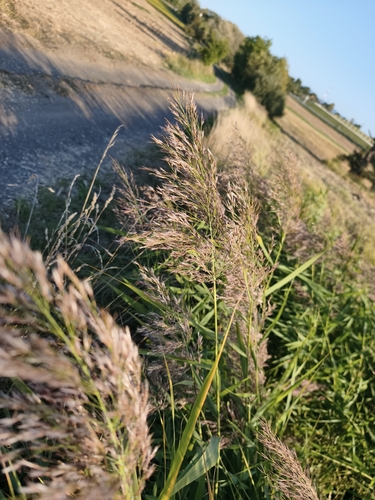 common reed